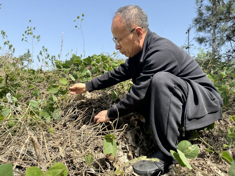 1758094805893156.jpg 葛根發(fā)芽6.jpg