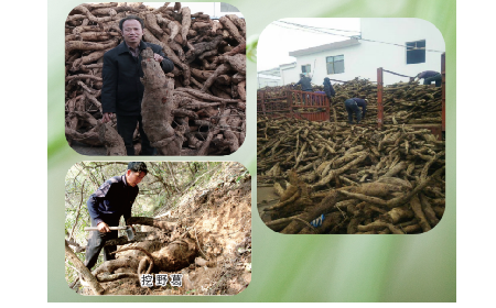 一勺野生葛根粉里的「古今對(duì)話」，從古籍記載到現(xiàn)代餐桌的清涼傳承