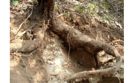 葛根粉：認準 10 年黃金期，拒絕 “年份噱頭”