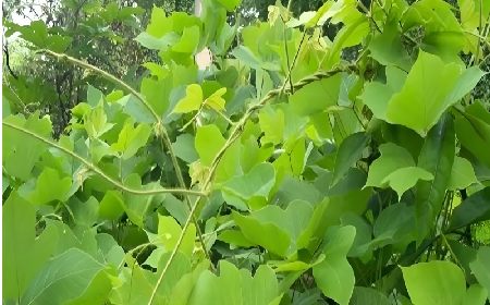 七夕寵妻狂魔就選它！二月風(fēng)雙有機(jī)野生葛根粉，健康又有文化味 