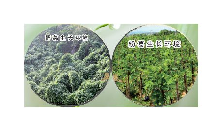 高學(xué)歷養(yǎng)生黨親測(cè)：這款雙有機(jī)野生葛根粉，憑什么成日常優(yōu)選？?