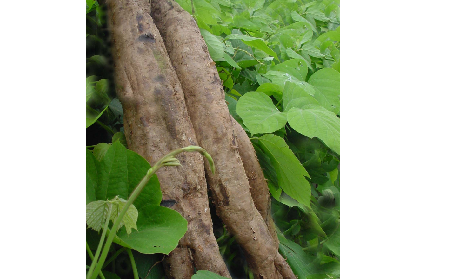 長期吃葛粉是養(yǎng)生還是傷身？科學(xué)解讀它的三大益處，讓你吃得更明白！