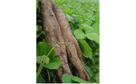 正宗的野生葛根粉，本質(zhì)是淀粉嗎？探秘千年本草中的自然饋贈