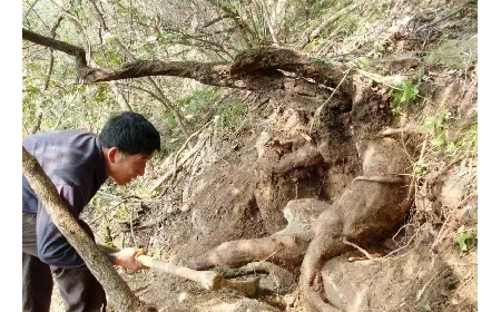 藏在隨州深山里的自然饋禮：二月風有機野生葛根粉，守護孩子純粹成長