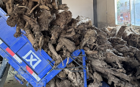 霜降采葛正當(dāng)時！二月風(fēng)大量收購霜降葛根，以匠心護品質(zhì)、以產(chǎn)業(yè)助增收